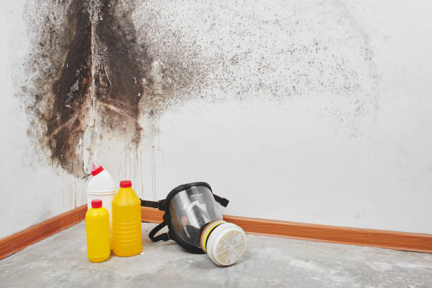 Best Emergency Mold Removal  in Crete, IL