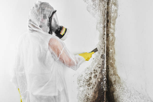 Best Mold Inspection  in Crete, IL