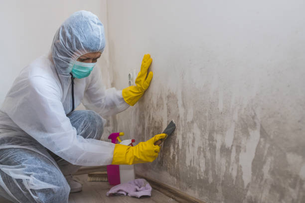 Best Mold Testing and Removal  in Crete, IL