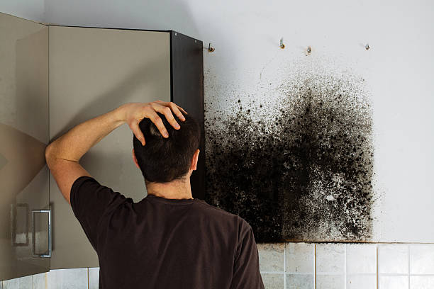 Best Residential Mold Removal  in Crete, IL