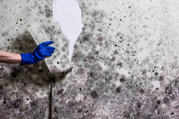 Best Professional Mold Removal  in Crete, IL