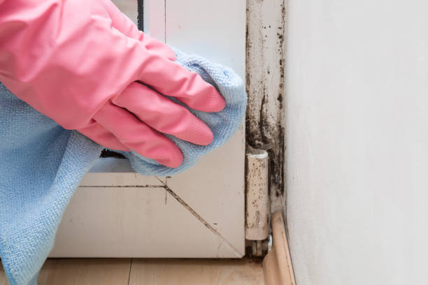 Best Mold Testing  in Crete, IL