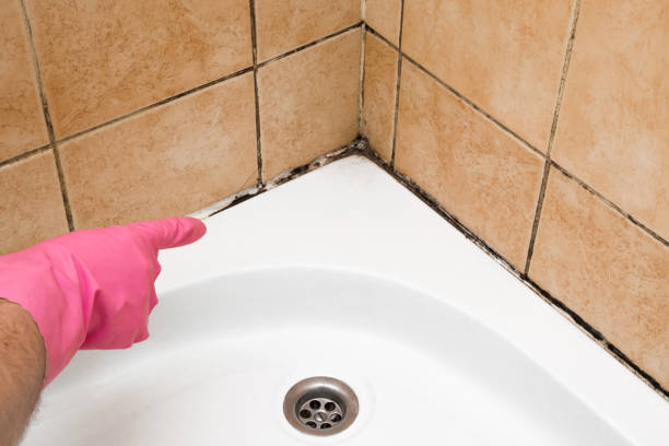 Best Home Mold Removal  in Crete, IL