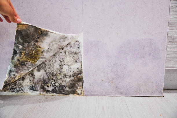 Best Fast Mold Removal  in Crete, IL